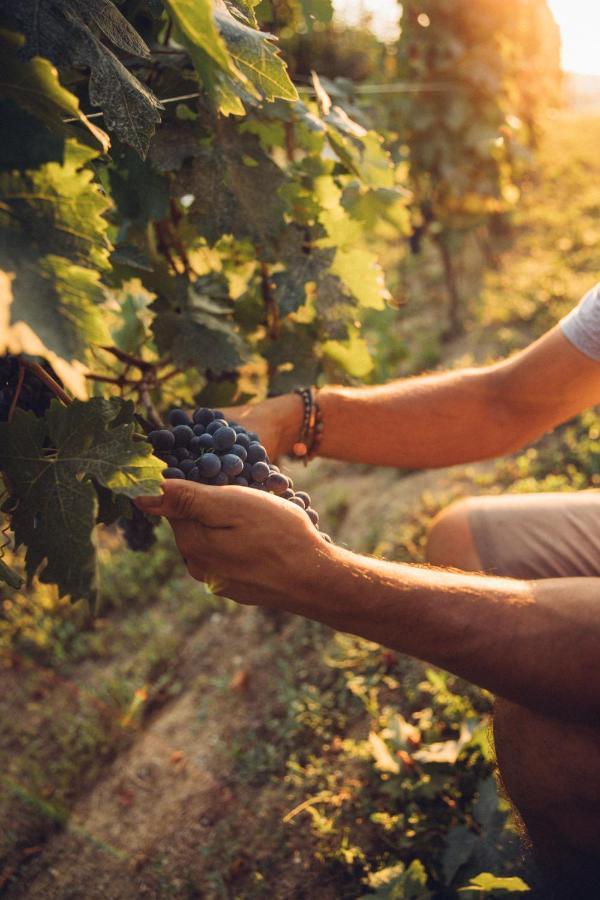 Babo Agriturismo Conviviale 卡斯塔诺兰泽 外观 照片