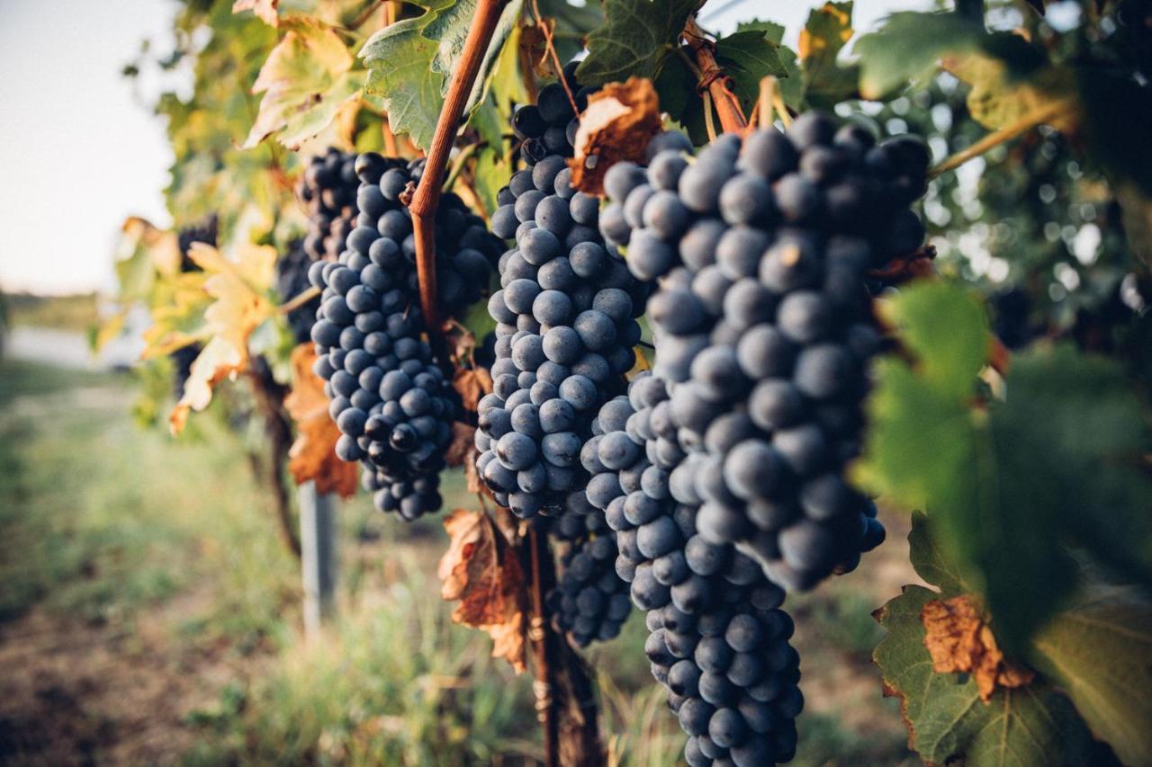 Babo Agriturismo Conviviale 卡斯塔诺兰泽 外观 照片